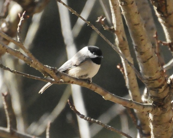 Spotting Image 1