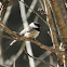 Black Capped Chickadee