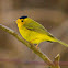 Wilson's Warbler