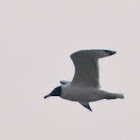Pallas’s Gull