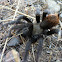 Tarantula