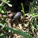 pill millipede