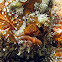 Scarlet Frogfish