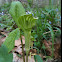 Jack-in-the-pulpit