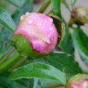 Peonies