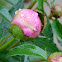 Peonies