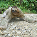 Three toed sloth