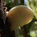Oyster Mushroom