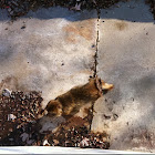 Barbary apes