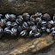 Caracol Zebra