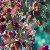 Fall Comes