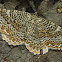 Cherry Scallop Shell