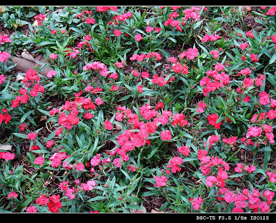 Image 24: http://farm1.static.flickr.com/153/369837951_df1672d3ae.jpg?v=0