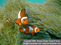 Find Nemo on a diving trip DSCF4412.jpg