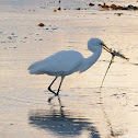 Great Egret
