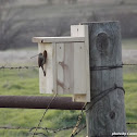 Rock Wren