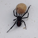 Black Widow