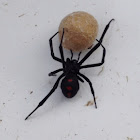Black Widow