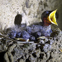 Cave Pacific Swallow hatchling