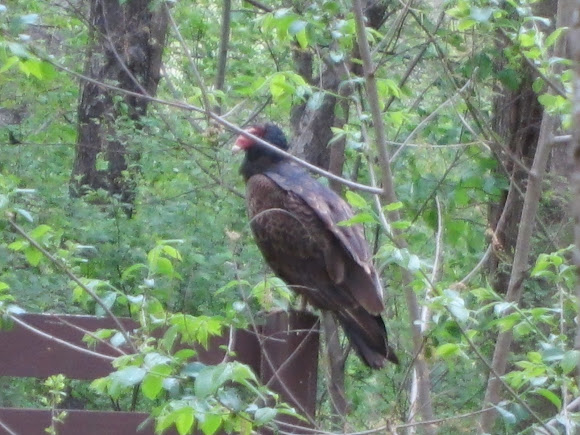 Spotting Image 1