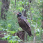 Turkey Vulture