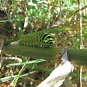 Oruga de Macaon