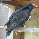Turkey Vulture
