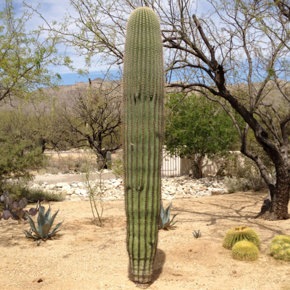 Spotting Image 1