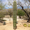 Saguaro Cactus