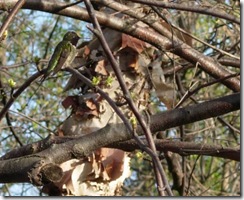 hummingbird