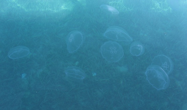 [JellyfishatCarrieswharf2.jpg]