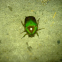Fruit beetle