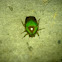 Fruit beetle