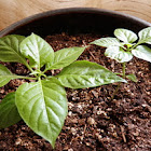 Ghost Pepper