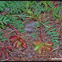 Pyne’s ground plum