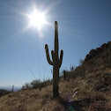 Saguaro Cactus