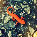 Eastern Newt