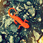 Eastern Newt