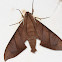 Sphinx Moth
