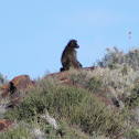 Chacma Baboon