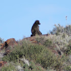 Chacma Baboon
