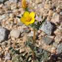 White-stemmed mentzelia