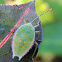 shield bug nymph