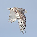 Snowy Owl