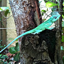 cuban knight anole
