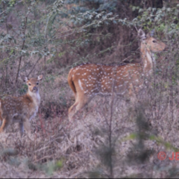 Spotting Image 1