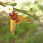 Abeja. Bee