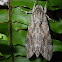 Convolvulus Hawkmoth