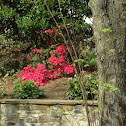 Azaleas