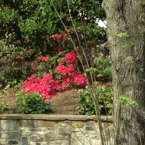 Spotting Image 1